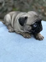 Girl 2, a female French Bulldog and Pug for sale in Comfort, TX – 1 of 1
