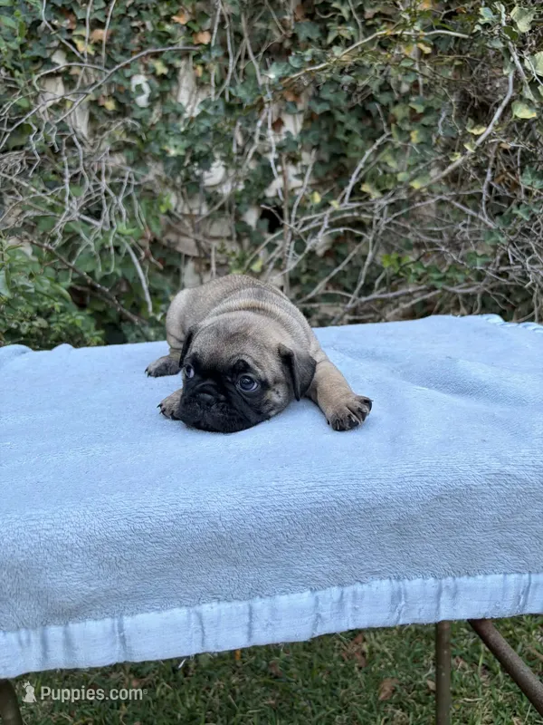 Boy 1 – French Bulldog, Pug puppy for sale in Comfort, TX