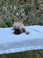Boy 1, a male French Bulldog and Pug for sale in Comfort, TX – 1 of 1