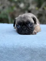 Miss Red, a female Pug for sale in Comfort, TX – 2 of 2