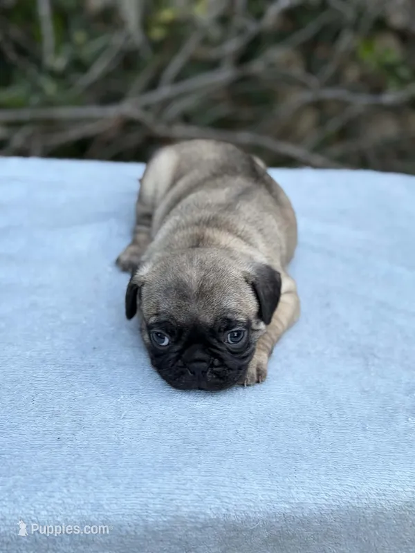 Girl 3 – French Bulldog, Pug puppy for sale in Comfort, TX
