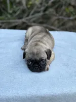 Girl 3, a female French Bulldog and Pug for sale in Comfort, TX – 1 of 1
