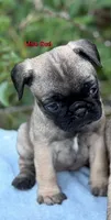 Miss Red, a female Pug for sale in Comfort, TX – 1 of 2