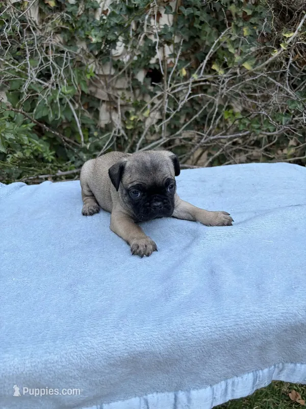 Boy 2 – French Bulldog, Pug puppy for sale in Comfort, TX