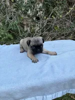 Boy 2, a male French Bulldog and Pug for sale in Comfort, TX – 1 of 1