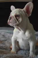 Brown Eyes, a female French Bulldog for sale in San Jose, CA – 5 of 5