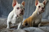 Blue Eyes, a female French Bulldog for sale in San Jose, CA – 4 of 4