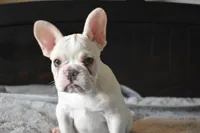 Brown Eyes, a female French Bulldog for sale in San Jose, CA – 4 of 5