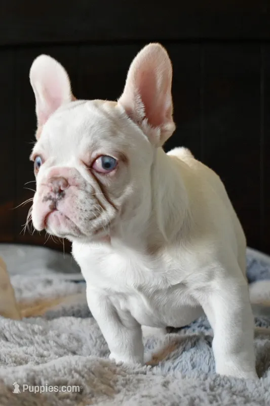 Blue Eyes – French Bulldog puppy for sale in San Jose, CA