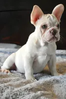 Brown Eyes, a female French Bulldog for sale in San Jose, CA – 2 of 5