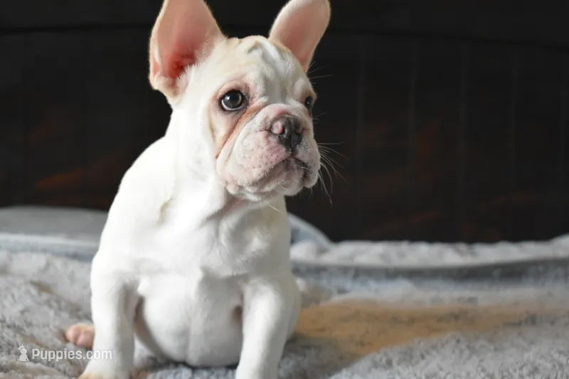Brown Eyes – French Bulldog puppy for sale in San Jose, CA