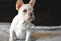 Brown Eyes, a female French Bulldog for sale in San Jose, CA – 1 of 5