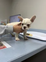 Brown Eyes, a female French Bulldog for sale in San Jose, CA – 3 of 5