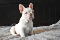 Blue Eyes, a female French Bulldog for sale in San Jose, CA – 3 of 4