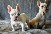 Blue Eyes, a female French Bulldog for sale in San Jose, CA – 2 of 4