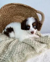 Nova - no cost guardian home opportunity , a female Miniature Aussiedoodle for sale in Concord, CA – 1 of 2
