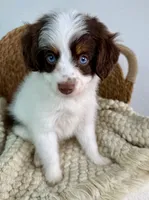 Nova - no cost guardian home opportunity , a female Miniature Aussiedoodle for sale in Concord, CA – 2 of 2