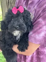 Sale pending , a female Cavapoo for sale in Marshfield, MO – 2 of 10