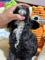Timmy, a male Cavapoo and Cavalier King Charles Spaniel for sale in Marshfield, MO – 9 of 10