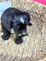 Gabriel , a male Cavapoo and Cavalier King Charles Spaniel for sale in Marshfield, MO – 8 of 8