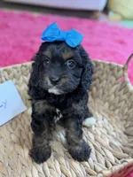 Paisley, a female Cavapoo and Cavalier King Charles Spaniel for sale in Marshfield, MO – 4 of 10