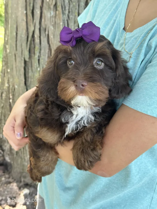 Coco – Cavapoo, Cavalier King Charles Spaniel puppy for sale in Marshfield, MO