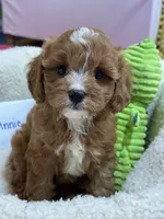 Annie , a female Cavapoo and Cavalier King Charles Spaniel for sale in Marshfield, MO – 2 of 10