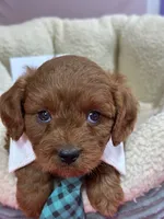 Opie, a male Cavapoo and Cavalier King Charles Spaniel for sale in Marshfield, MO – 4 of 10