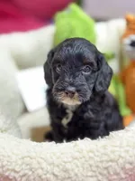 Timmy, a male Cavapoo and Cavalier King Charles Spaniel for sale in Marshfield, MO – 8 of 10