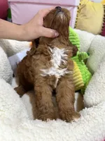 Hudson , a male Cavapoo and Cavalier King Charles Spaniel for sale in Marshfield, MO – 10 of 10