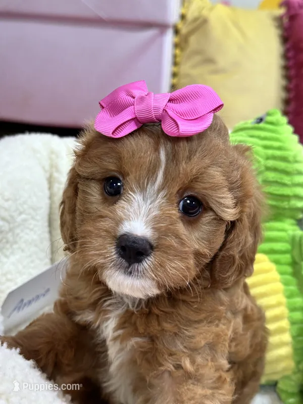Annie  – Cavapoo, Cavalier King Charles Spaniel puppy for sale in Marshfield, MO