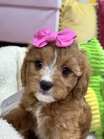 Annie , a female Cavapoo and Cavalier King Charles Spaniel for sale in Marshfield, MO – 1 of 10