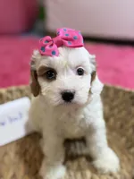 Snowball, a female Cavapoo and Cavalier King Charles Spaniel for sale in Marshfield, MO – 1 of 10