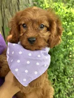 Lily , a female Cavapoo and Cavalier King Charles Spaniel for sale in Marshfield, MO – 4 of 8