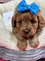 Nutmeg, a female Cavapoo and Cavalier King Charles Spaniel for sale in Marshfield, MO – 7 of 10