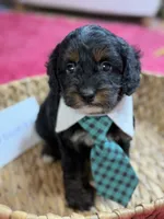 Boomer, a male Cavapoo and Cavalier King Charles Spaniel for sale in Marshfield, MO – 2 of 9