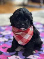 Tom , a male Cavapoo for sale in Missouri, MO – Photo 3 of 8