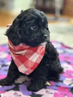 Tom , a male Cavapoo for sale in Missouri, MO – Photo 4 of 8