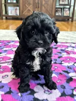 Tom , a male Cavapoo for sale in Missouri, MO – Photo 7 of 8