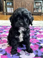 Tom , a male Cavapoo for sale in Missouri, MO – Photo 8 of 8