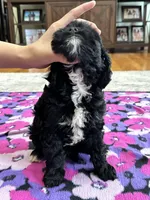 Tom , a male Cavapoo for sale in Missouri, MO – Photo 5 of 8