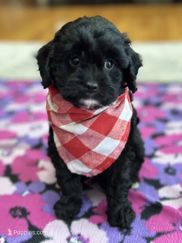 Tom  – Cavapoo puppy for sale in Missouri, MO