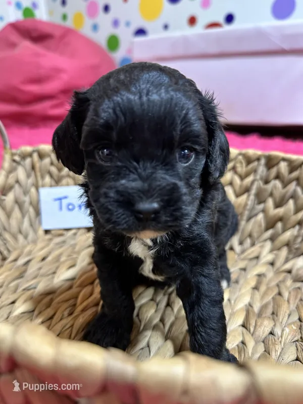 Tom  – Cavapoo puppy for sale in Missouri, MO