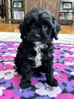 Tom , a male Cavapoo for sale in Missouri, MO – Photo 6 of 8