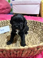 Tom , a male Cavapoo for sale in Missouri, MO – Photo 3 of 6