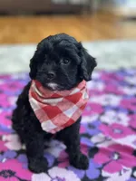 Tom , a male Cavapoo for sale in Missouri, MO – Photo 2 of 8