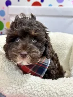 Hershey, a male Cavapoo and Cavalier King Charles Spaniel for sale in Marshfield, MO – 5 of 10