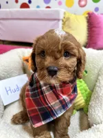 Hudson , a male Cavapoo and Cavalier King Charles Spaniel for sale in Marshfield, MO – 4 of 10