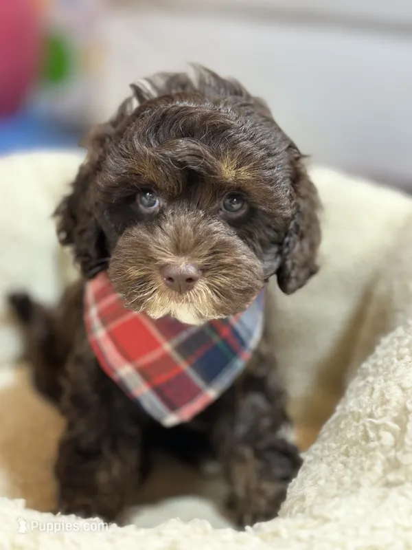 Hershey – Cavapoo, Cavalier King Charles Spaniel puppy for sale in Marshfield, MO