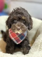 Hershey, a male Cavapoo and Cavalier King Charles Spaniel for sale in Marshfield, MO – 1 of 10